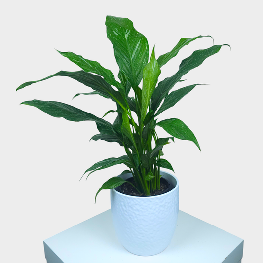 Spathiphyllum with Vase - Indoor Plant - Petalo - Flower Delivery Melbourne  