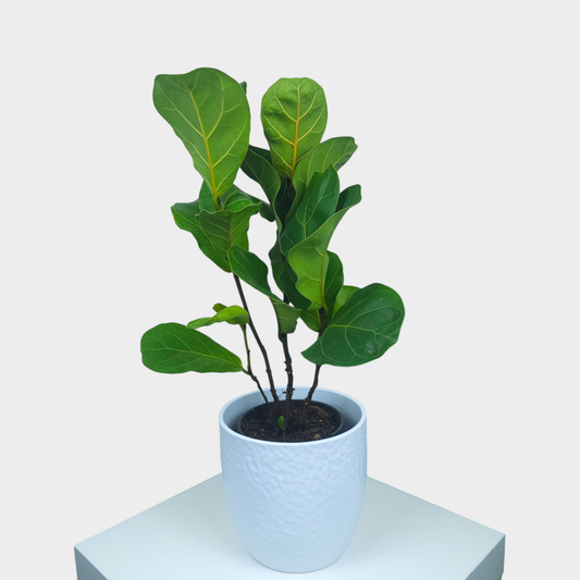 Ficus Bambino with Vase - Indoor Plant - Petalo - Flower Delivery Melbourne  