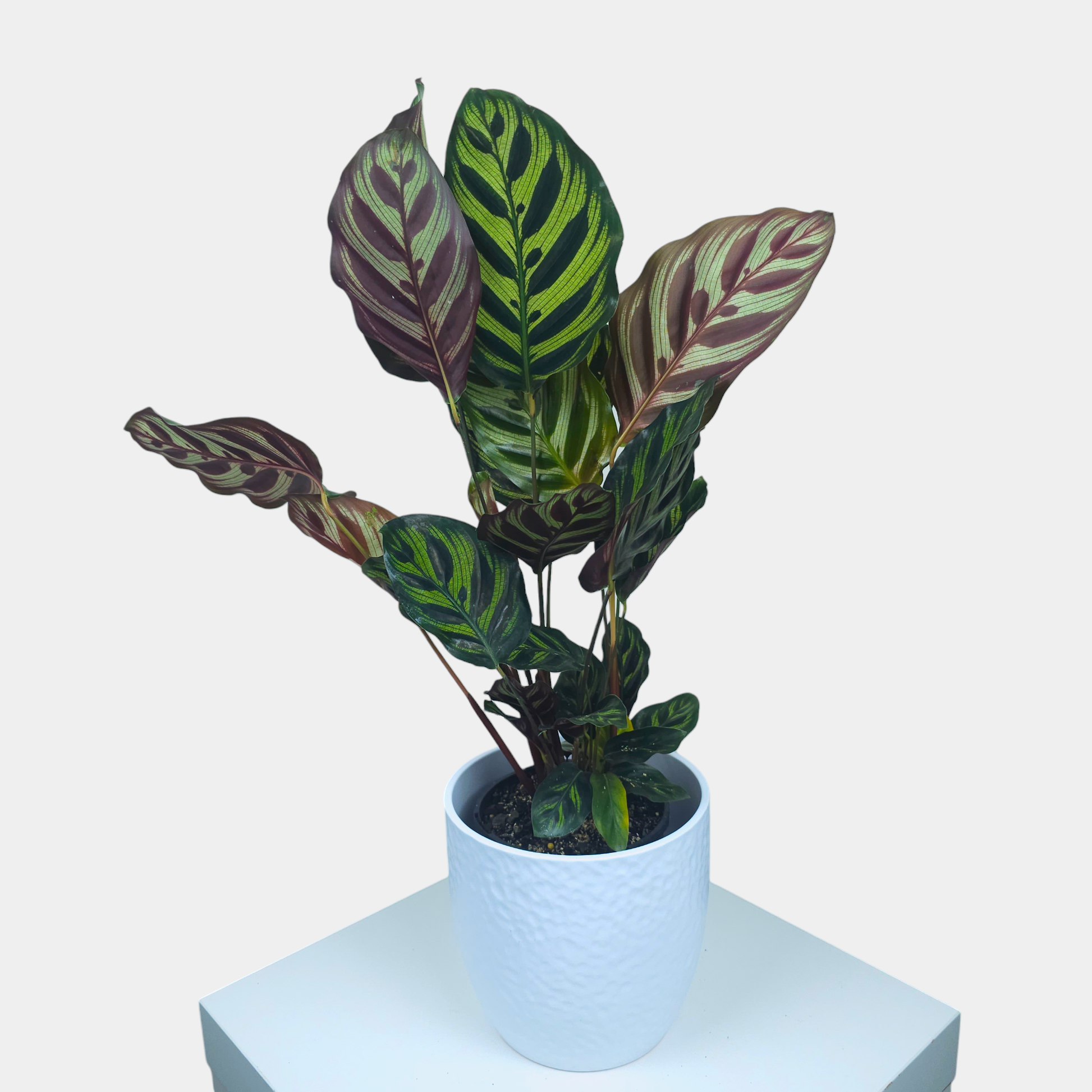 Calathea Indoor Plant with Vase - Petalo - Flower Delivery Melbourne  