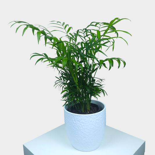 Parlour Palm with Vase - Indoor Plant - Petalo - Flower Delivery Melbourne  
