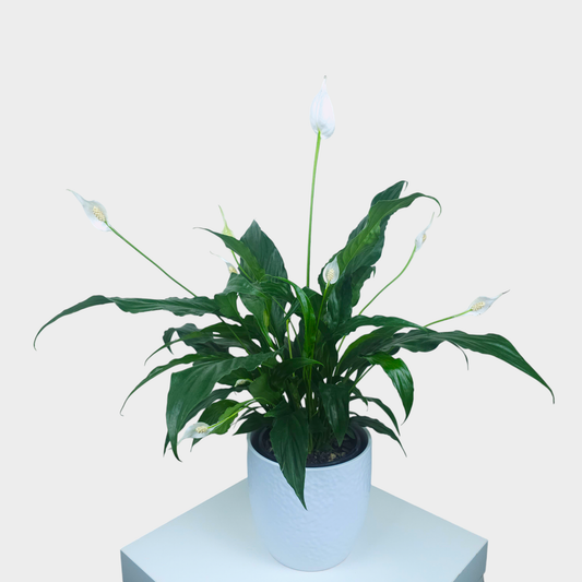 Peace Lily with Vase - Indoor Plant - Petalo - Flower Delivery Melbourne  